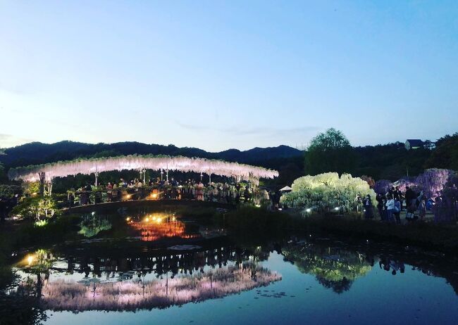 足利館林 花と沼の旅 足利 栃木県 の旅行記 ブログ By マギーさん フォートラベル