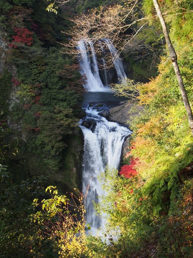 ２０１９年１１月８～９日に熊本出張というおいしい仕事が入りました。よくあるパターンの出張で、８日（木）午後に現地集合で会合があり、翌９日（土）ゴルフコンペというものです。レンタカーの手配、ホテルの予約を済ませ１１月１０日に思いを馳せるようになりました。ところがその後、５日（月）、６日（火）に東京出張が、７日（水）に三重県津への出張が入りました。問題は７日から８日のスケジュールです。７日夜に帰宅して、翌日朝に熊本に向けて出発するか、７日津から直接熊本入りして宿泊するかで悩みました。荷物のことを考慮すると前者がベターですが、後者を選択しました。５連泊になりますが、宅急便をうまく利用して荷物の問題は解決です（その後１１日に東京出張が入りましたがさすがに１０日は帰宅することにしました）。結果以下の通りの日程を組みました。<br /><br />１１月７日（木）　　津での業務終了後、高速船で中部国際空港へ。全日空３３５便で熊本、リムジンバスにて熊本市内。ＡＮＡクラウンプラザホテル熊本ニュースカイ泊<br />１１月８日（金）　　午前中熊本観光。午後会合に出席。ＡＮＡクラウンプラザホテル熊本ニュースカイ泊（取引先提供）<br />１１月９日（土）　　ゴルフコンペ参加。阿蘇くまもと空港からレンタカー。阿蘇リゾートグランヴィリオホテル泊<br />１１月１０日（日）　阿蘇神社、阿蘇山、滝めぐり。熊本駅でレンタカー返却。九州新幹線さくら５６８号で姫路へ<br /><br />今回の滝めぐりの締めは鵜の子滝となりました。鵜の子滝は緑川の支流、笹原川に懸かる滝で、滝のすぐ下流で緑川に合流します。鵜の子滝のすぐ上流には鷹滝、その少し上流にはつばめ滝が連続して懸かっています。展望所から見る鵜の子滝と鷹滝の景観は素晴らしいものでした。ただし、アプローチの道がとんでもなく狭い悪路で、滝までの歩き以上に疲れました。<br /><br />つばめ滝滝見難易度：１、鷹滝滝見難易度：２、鵜の子滝滝見難易度：２、うなぎ滝滝見難易度：２<br />参考　滝見難易度０：道路から見える、１：片道徒歩５分以内、２：片道徒歩１５分以内、３：片道徒歩３０分以内、４：片道徒歩１時間以内、５：片道徒歩２時間以内、６：片道徒歩２時間以上もしくは２時間以内でも特別な装備が必要な場合など。私の旅行記ではほとんど出現することはないと思われる。<br />注意　滝見難易度はあくまで私の主観によるものであり、また季節や天候により難易度が上がる場合もあります。私の旅行記を参考にされて、「違うかったやんけ」とおっしゃられても責任は負えませんのでご了承ください。また、難易度が高い場合はできる限り単独行は避けるようお願いします。