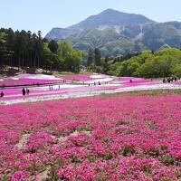 秩父　羊山公園の芝桜