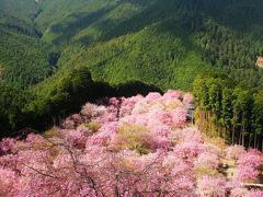 1000本の枝垂れ桜　高見の郷