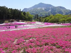 秩父　羊山公園の芝桜