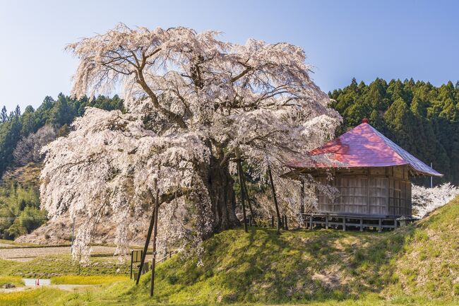 福島の桜を巡る撮影行の二日目。本日も快晴だ。いつもの撮影行だと日の出に合わせて撮影に出かけるが、昨日のハードスケジュールが祟り朝活をパス。今日は撮影箇所を欲張らずに、ゆったりとしたスケジュールで回ることにした。<br /> 2日目に回った桜の名所は次のとおり。<br />◇郡山のホテル⇒⇒⑭上石の不動ザクラ(郡山市)⇒⇒⑮紅枝垂地蔵ザクラ(郡山市)⇒⇒⑯駒坂の桜(郡山市)⇒⇒⑰水月観音堂の桜(郡山市)⇒⇒⑱上石長谷子の桜(郡山市)⇒⇒⑲弘法桜(三春町)⇒⇒船引三春IC<br /> 今回の撮影行で訪れた桜の名所は、再訪した場所も含めて19カ所。少々ハードスケジュールだったが、満開の桜と晴天に恵まれて十分に満足の行く旅となった。<br /> なお最後に「2021年桜シーズンの振り返り」として、これ以外の場所で撮影した桜も記録に残すことにする。