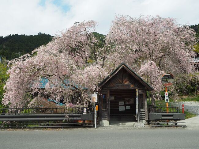 前日に引き続き天気が良さそうなので浅間嶺へ日帰り登山。いつか登りたい山の一つでしたが、ガイドブック等を読むと春が楽しそう。というわけで2日連続にはなりますが、東京で一番遅い春を楽しみながら登りました。<br /><br />今回のコース　　払沢の滝入口バス停 ～ 払沢の滝 ～ （時坂集落） ～ 浅間嶺展望台 ～ 浅間嶺 ～ 人里峠 ～ 人里峠バス停<br /><br />まずはバス停から15分ほど歩き払沢の滝へ。落差62ｍ、マイナスイオンをたっぷり浴びてじっくり観瀑。戻って浅間嶺登山道へ。車道と桜が咲く集落の間を抜ける道を交互に登り、峠の茶屋からは整備された登山道へ。途中、タカクリの群生地などに寄り道をして、浅間嶺展望台に到着。そこからは奥多摩や丹沢の山々など素晴らしい眺望を楽しむ事ができました。<br />（相方は昨日に引き続き出張中。なのでソロでの登山です。）<br /><br /> <br />