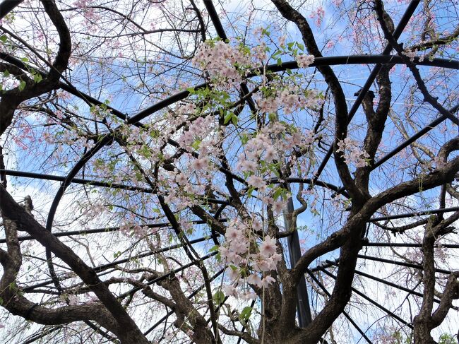 今日は天気が回復するというので、できるだけ桜を見に行きましょう。<br />結果、このようになりました。<br />退蔵院～妙心寺（大心院、桂春院）⇒仁和寺⇒金閣寺⇒銀閣寺⇒哲学の道<br /><br />この旅行記は退蔵院～妙心寺（大心院、桂春院）までです。<br /><br />表紙は退蔵院の枝垂れ桜<br />2013年春の「そうだ、京都いこう」キャンペーンに使用され、大変注目を集めました。とHPにありました。<br />ちょっと満開過ぎてしまってます。