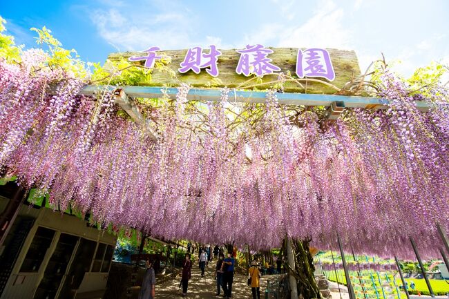 　千財農園の藤が見頃を迎えました。