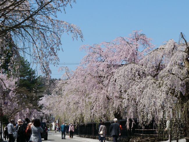 みちのく三大桜、3日目です。<br /><br />※写真は角館・武家屋敷周辺<br />風情ある街並みに桜が超満開<br /><br />7:00 朝食<br />8:50 ホテル出発 角館へ<br />10:15 【みちのく三大桜】・角館~桧木内川堤<br />12:50 秋田ふるさと村にて 昼食:稲庭うどん付き<br />バスで仙台空港へ<br />16:50 仙台空港到着 <br /> 展望台(無料)<br /> 夕食:たんステーキ<br /><br />バス走行距離:約300km<br /><br />仙台空港18:50 → JAL2214 → 伊丹空港20:15<br />20:30 リムジンバスで新大阪<br /><br /><br /><br />