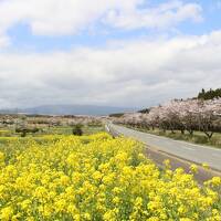 富士山とのコラボを探して、静岡東部を桜旅