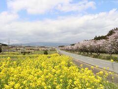 富士山とのコラボを探して、静岡東部を桜旅