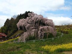 福島２０２１桜　【１】三春滝桜１