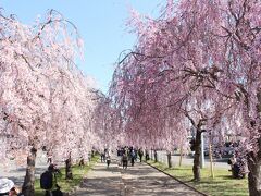 名所がたくさん、福島の桜を見に行ってみました。２日目