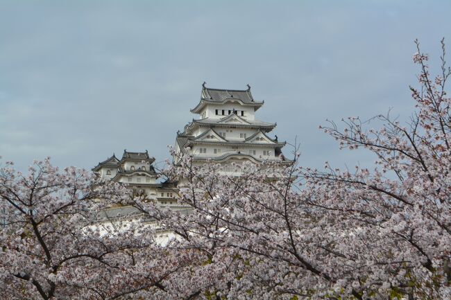 間もなく期限切れを迎えるANAスカイコインを利用するため、桜の花が咲く頃の姫路城へ行こうと思い、まん延防止適用前に姫路と神戸を旅行しました。<br /><br />当初は姫路城を中心に観光しようと考えていました。ところが姫路観光について調べていくうちに、書写山圓教寺に強く心惹かれてしまい、圓教寺の散策に多くの時間を費やすことになりました。<br />短い時間で何とか桜の花と共に眺める姫路城の姿を拝見することはできましたが、城内見学時間には間に合わず、次は是非ゆっくり城内見学をしたいと思いました。<br /><br />また、約30年ぶりに神戸にも足を運びましたが、途中から生憎の大雨となってしまい、中華街をぶらぶら歩くだけになってしまいました。また感染状況が落ち着いたときにゆっくり旅行したいと思います。<br /><br />