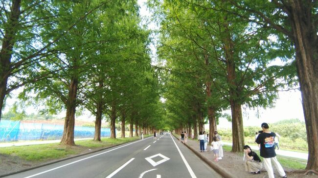 メタセコイヤ並木→彦根城（別日）