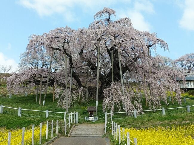 4月に入って早くも東北で桜の満開の便りが次々と届いています。そして3日土曜日は福島県の三春の滝桜までが例年よりも何と2週間も早く満開。天気も晴れの予報なので、自宅からはかなり遠いですが一度は見てみたい三春の滝桜を見に行くことにしました。<br />初めて見る三春の滝桜は樹齢1000年とも言われ日本三大桜の一つ。1本の幹に巨大な枝垂れ桜がいくつも重ね合わさったような名木です。そしてこの日は情報通りまさしく満開！あまりにも巨大で満開の枝垂れ桜はまるで夢の世界のような別次元の美しさでした！また桜の周囲には満開の菜の花も咲いており、まさしく別世界の光景です！<br />三春の滝桜の他には三春の町中を散策しました。三春の町についてはまったく知らず、滝桜を見たときに現地でもらったパンフレットを見て急遽行きましたが、数多くの寺院があり、その境内に特徴ある美しい枝垂れ桜がありました。まさしく三春は桜の町なのですね。最後に郡山中心部にある開成山公園の数多い桜並木の美しい光景を見に行きました。福島県の桜を見に行ったのは初めてですが青空の下、まさに絵葉書の世界のような大変美しい絶景の桜を見られて、この日は最高の桜日和でした。<br /><br />----------------------------------------------------------------------------<br />スケジュール<br /><br />★4月3日　自宅－（自家用車）三春滝桜観光－三春町観光－<br />　　　　　開成山公園観光－自宅　