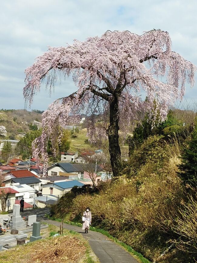 福島２０２１桜　【３】三春町中