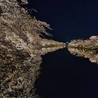 松前、弘前の桜と八幡平