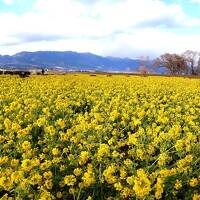 春の訪れ♪菜の花畑☆欧風土鍋カレー「近江屋清右衛門」デザートは「キャピタル東洋亭」～マールブランシュ/ロマンの森@琵琶湖マリオットホテル