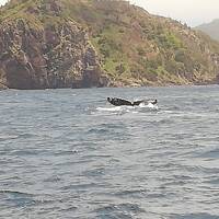 小笠原ひとり旅　父島＆母島　２航海