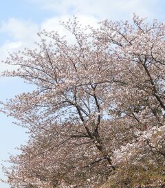 桜が乱舞する瀬谷区水辺の探訪