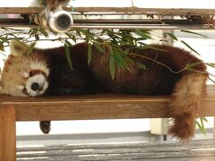 徳山動物園　緊急事態や蔓防の間隙を突いて1年1ヶ月ぶりの徳山動物園！！ 平和にお昼寝する風花さんの姿に久々に心が癒されました