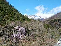 春の谷川温泉、緊急事態宣言前の花見旅