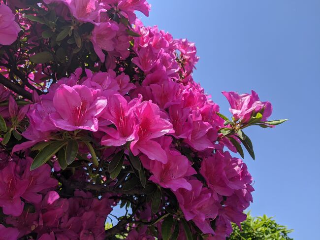 桜が終わったかな!っと思いきや、早々とツツジが目立って来たので、運動がてら散歩しませんか??っと、友達を誘ってみました!<br /> 丁度出不精で、ヤバイと思っていたとこ!!<br />即決まり、明日行くよーー!!<br />ツツジがどれだけ咲いてるかはまだ解らないけど、お試しに行こう!<br />今年は何もかも早いからいい時期かもよ!!