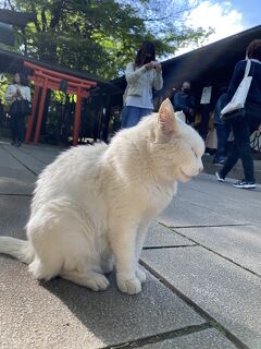 新緑巡り　後編　芝公園から愛宕神社へと出世の石段を登るとそこには猫神様が！！