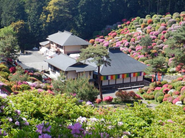 2万株のつつじを見守る観音様のいらっしゃる塩船観音寺　早咲きつつじは見頃を過ぎていましたが、遅咲きつつじはまだまだ満開