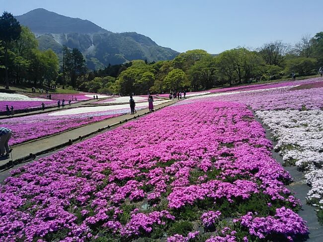 秩父市羊山公園の芝桜と武甲山 2021.4.23 11:45<br /><br />新型コロナウィルスの流行の緊急事態宣言(第1回 2020年4月7日)が発出されて1年経過したが、流行の波を繰り返して現在は第4波の真っ只中ある。<br />埼玉県所沢市の高齢の住人としては、都内へ出かけることによる感染危険性以上に、なんとか措置に伴う外出自粛の要請を気にして、おとなしくステイ・ホームを続けるしかないのが実情である。<br />新緑の季節なので埼玉県内の狭山湖、秩父市羊山公園の芝桜などへのミニハイキング、自宅周辺の早朝ウォーキング、農園の野菜や草花、ライムの近況などをまとめてお知らせします。<br /><br />4月9日(金)晴れ<br />小手指から電車を乗り継いで武蔵村山駅まで行き、狭山公園、多摩湖周遊歩行者・自転車道路を歩いて狭山湖までミニハイキング。帰りは西武球場前駅から小手指まで。<br /><br />4月18日(日)晴れ<br />早朝ウォーキング 北中コース<br /><br />4月20日(火)、26日(月)<br />農園の野菜、草花<br /><br />4月23日(金)晴れ<br />秩父市羊山公園の芝桜の丘(表紙写真)<br /><br />4月25日(日)晴れ<br />早朝ウォーキング 北野コース<br /><br />4月30日(金)晴れ<br />早朝ウォーキング 北中コース<br /><br /><br />撮影 Canon PowerShot SX610HS<br /> シャープ携帯SH-01J<br /><br />投稿 2021.5.1 9:40