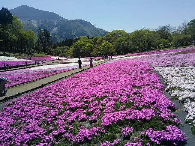 秩父市羊山公園の芝桜と武甲山　　2021.4.23　　11：45<br /><br />新型コロナウィルスの流行の緊急事態宣言（第1回　2020年4月7日）が発出されて1年経過したが、流行の波を繰り返して現在は第4波の真っ只中ある。<br />埼玉県所沢市の高齢の住人としては、都内へ出かけることによる感染危険性以上に、なんとか措置に伴う外出自粛の要請を気にして、おとなしくステイ・ホームを続けるしかないのが実情である。<br />新緑の季節なので埼玉県内の狭山湖、秩父市羊山公園の芝桜などへのミニハイキング、自宅周辺の早朝ウォーキング、農園の野菜や草花、ライムの近況などをまとめてお知らせします。<br /><br />4月9日（金）晴れ<br />小手指から電車を乗り継いで武蔵村山駅まで行き、狭山公園、多摩湖周遊歩行者・自転車道路を歩いて狭山湖までミニハイキング。帰りは西武球場前駅から小手指まで。<br /><br />4月18日（日）晴れ<br />早朝ウォーキング　北中コース<br /><br />4月20日（火）、26日（月）<br />農園の野菜、草花<br /><br />4月23日（金）晴れ<br />秩父市羊山公園の芝桜の丘（表紙写真）<br /><br />4月25日（日）晴れ<br />早朝ウォーキング　北野コース<br /><br />4月30日（金）晴れ<br />早朝ウォーキング　北中コース<br /><br /><br />撮影　Canon PowerShot SX610HS<br />　　　シャープ携帯SH-01J<br /><br />投稿　2021.5.1　　9：40