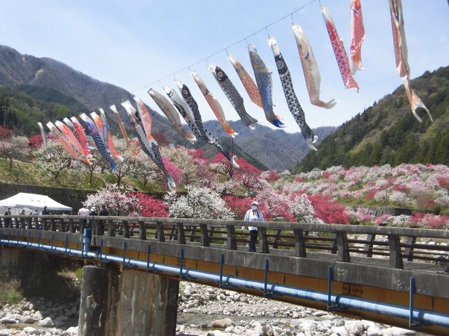 今年は花桃が見たいと思っていましたが、主人が旅行でいないので諦めていたら　奄美諸島の方で台風が発生し中止になったので　のんびりしたいと不動温泉花菱に泊まりることにしました。<br /><br />1日目<br />　行くだけではつまらないので　途中にある松平東照宮と香月院に寄りまし　た。新緑が綺麗です。<br /><br />　不動温泉華菱には4時に着き　早速、温泉に入りすぐにツルツルしてお肌　にいいです。<br />　夕食は炉端焼きで　仲居さんが順番に焼きたてを出して貰えるので<br />　美味しかったです。<br /><br />　星がもっとも輝いて見える場所　第1位に認定された阿智村。<br />　6年前にも泊まりましたが　曇りで見えなかったので今回は天気の良い日　にしました。<br />　<br />　外に出ても外灯とか月夜で明るく綺麗に見えなく諦めて寝ました。<br />　3時に起きた時　外を見ると　なんと天の川が見えました。綺麗～！<br />　今日はこと座流星群が見えるとか・・・早速見ていたら30分位で4個見え　ました。　嬉しかったです。<br /><br />2日目<br />　花桃の里・・<br />　　　9時に出て30分位で着きました。まだ駐車場も混んでなくすんなりは　　　入れました。<br />　　　満開で綺麗です。花もかなり増えてて桃源郷ですね。<br />　　　2時間位ゆっくり回りました。<br /><br />　駒つなぎの桜・・残念　葉桜でした。<br /><br />　門前屋・・丁度お昼なのでお蕎麦屋さんに入りました。　<br />　　　　　　ここには2匹の白蛇がいます。<br /><br />　信濃比叡 廣拯院・・根本中堂　不滅の灯があります。<br /><br />　武節城址・・１６世紀初めに菅沼定信によって築かれました。<br /><br />　下道でゆっくり帰って来ました。<br /><br /><br /><br />　<br />