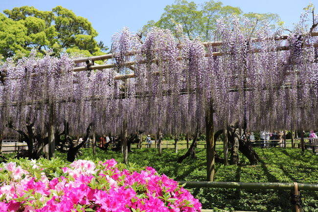 今年は桜に限らず、藤の花も開花が１週間ほど早いようで、もう満開と聞いて、前日に「よし、明日行こう！」と長男を誘って行って来ました。<br /><br />丁度、大混乱のニューヨークから帰国して一年の彼、日本の春は数年振りで「やっぱり、日本はいいなぁ…。」と楽しんだ様子。<br /><br />私達も帰国騒動でヤキモキした昨年を振り返り、コロナ禍とは言え、やはり日本のこの平和な春をしみじみと感じました。<br /><br />この日は木曜日、お目当てのお団子屋さんやレストランが定休日と重なり残念なこともありましたが、新緑、ツツジ、藤を青空の下、楽しむことができました。<br />