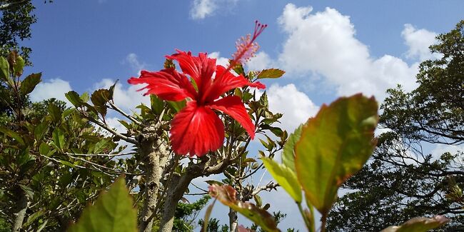 今回の旅行の目的の一つである、首里城見学してきました＾。。＾<br /><br />