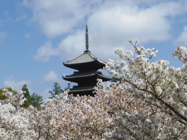 仁和寺の御室桜の例年の見ごろは4月上旬~中旬と、少し遅めです。ですが例年より桜の開花が早かった今年は、4月5日に満開の御室桜を見ることができました。御室桜、こんなに本数があるなんて知らなかった。<br />仁和寺から竜安寺、金閣寺も近いので、ついでだから久々に行ってみましょう。<br />金閣寺から最初に来たバスに乗って、どこへ行こうと地図見てたら銀閣寺に着いてしまいました。<br />予定外の金・銀 制覇です。