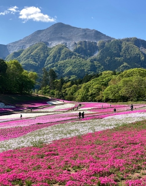 『羊山公園の芝桜はもう満開です』との話を聞き、早速出かけました！