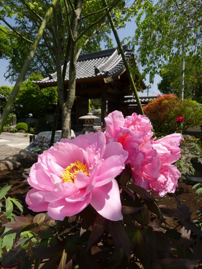 「恩林寺」のボタン_2021_咲き始めました。綺麗です。（群馬県・邑楽町）