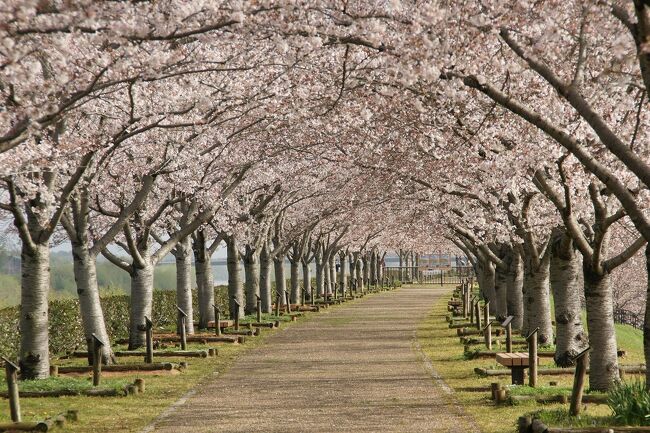 桜を求めて、普段はなかなか行かない地域へ。<br />小野、加西方面へ出かけました。<br />画像は、おの桜づつみ回廊にてです。<br /><br />兵庫まとめ旅行記。<br /><br />My Favorite 兵庫 VOL.4<br />https://4travel.jp/travelogue/11636586<br /><br />My Favorite 兵庫 VOL.3<br />https://4travel.jp/travelogue/11427526<br /><br />My Favorite 兵庫 VOL.2<br />http://4travel.jp/travelogue/11204126<br /><br />My Favorite 兵庫 VOL.1<br />http://4travel.jp/travelogue/10965090