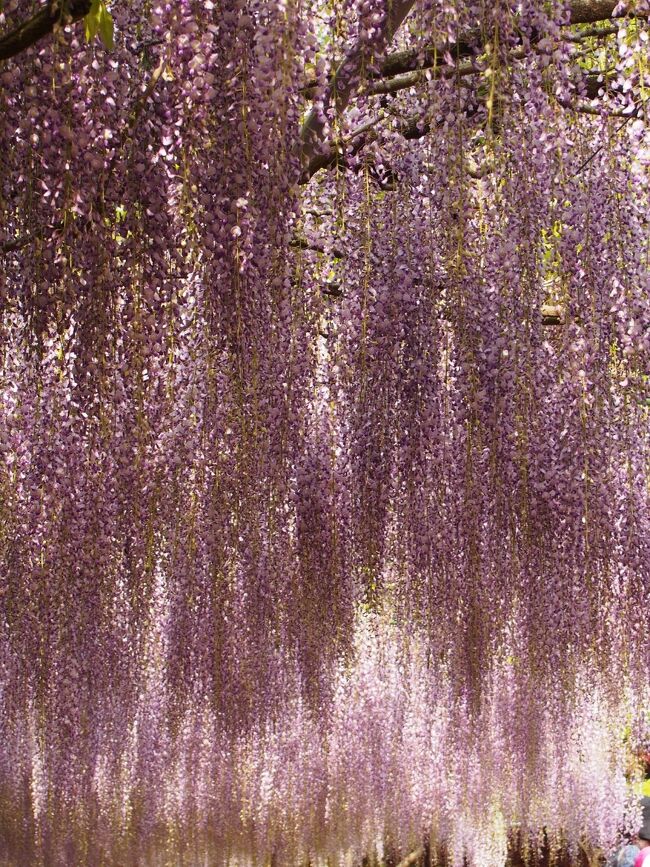 九尺ふじで有名な兵庫県丹波市にある天台宗の古刹・白毫寺では、毎年藤の花が開花する４月下旬から５月中旬ごろに「九尺ふじまつり」が開催されます。１メートル以上にも伸びた花房がシャワーのように垂れ下がり、紫のベールとなって見る人を圧倒します。開花時期にはライトアップも行われます。２０１４年のゴールデンウィーク、快晴の日に九尺ふじを見に行きました。<br /><br />２０２１年は新型コロナウイルス感染拡大防止のため「九尺ふじまつり」は残念ながら中止となりました。さらに、５月１５日まで参拝受入も停止されています。事実上、２０２１年の九尺ふじを見ることはできません。