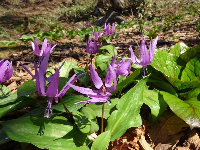 北の湘南・伊達市の桜の名所である有珠善光寺自然公園は、桜こそまだなもののカタクリなどの春の花が咲き始めたそうです。<br />軽装でも問題ないこの自然公園をハイキングして、春の訪れを喜び、体を動かしてリフレッシュしてきました。<br /><br />