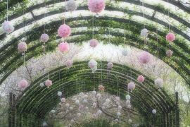 桜色の光の中で☆春の横浜イングリッシュガーデン