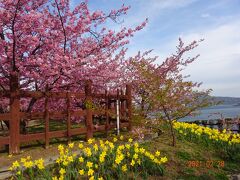 河津桜にうっとり