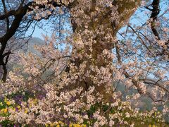 山梨県の桜銘木を巡る　その１