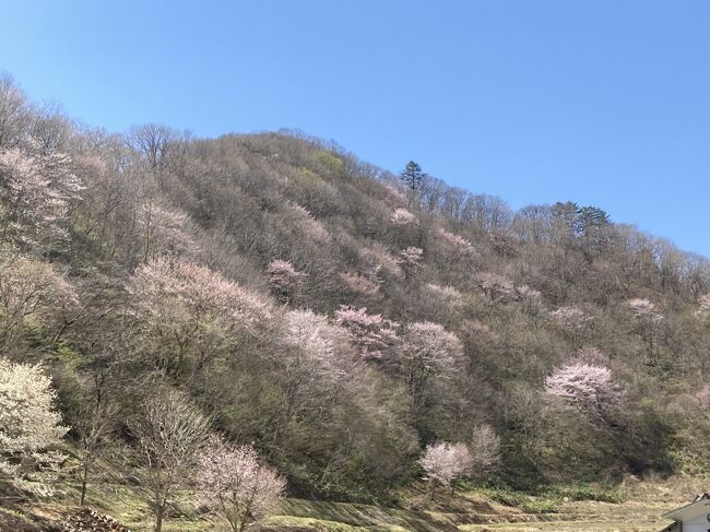 桜の追っかけ仲間の友人と福島の山桜を訪ねました。何年か前にＮＨＫで、東北の桜を紹介する番組がありました。その中に里の人々に守られた「戸赤の山桜」がありました。三春の滝桜や合戦場の桜ほどメジャーではないのですが、新緑の山肌にピンクのオオヤマザクラがそちこちに見られる景色は「春」そのもの。<br />　まず、東北道・西那須野塩原インターからＲ４００を走り、戸赤の部落を目指します。<br />　駐車場に着き、散策路の案内に沿って歩きました。すると、道にはカタクリやキクザキイチゲが咲いていました。何気なく当たり前に咲いています。こんな当たり前の景色が珍しくなってしまったのはいつからのことだったのでしょうか？<br />　そして、車で10分ほど、山深い里・桑取火へ。カタクリの群生地を里の方に尋ねると、「すぐそこにも咲いてるよ、たいしてきれいな花じゃないけどよ。」と教えてくださいました。確かに、そのお宅の庭にもそこここにカタクリが咲いています。ここにも当たり前すぎて、そのおばさんにとってはさほどありがたくはないカタクリが残っているようでした。でも、群生地の入り口付近で畑仕事をしていたおじさんは「人手がなくなって山が荒れて、群生地も昔のようにきれいじゃなくなった。」といいます。当り前の里山が守られていたのは当たり前ではなかったのでした。今守らなければなくなってしまいそうな里山、子供たちに伝えていくために何ができるか考えてしまいます。<br />