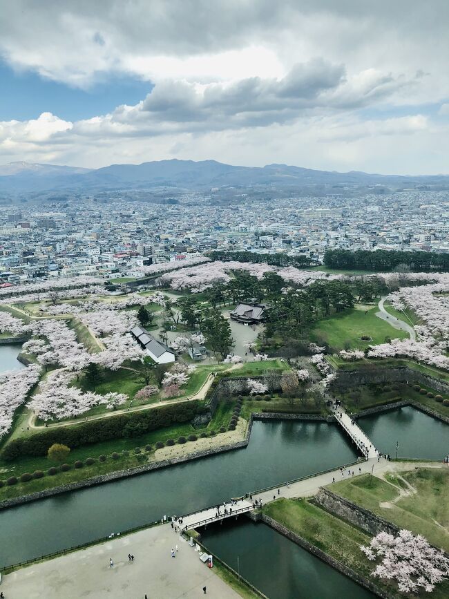 トラピストバターを買いに函館へ行くと、桜の見頃でした。