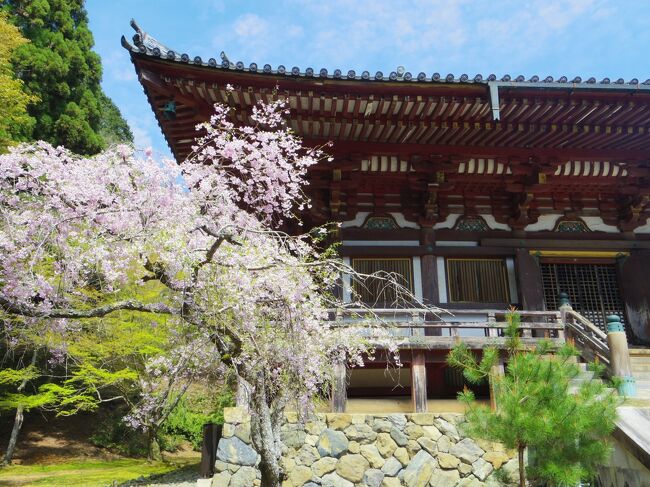 4月6日、今日は京都最終日。ずっとずっと行きたいと思っていた高山寺、神護寺に行きます。できれば大覚寺にも行きたいのですが時間は足りるかな？<br />新幹線の自由席で帰るので時間には縛られません、とは言っても夕方の混雑する前に帰りたい。<br /><br />写真は神護寺、金堂前の桜