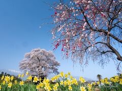 山梨県の桜銘木を巡る　その２