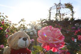 Latvijas Lācisの大冒険♪ 薔薇の花のある風景を求めて…