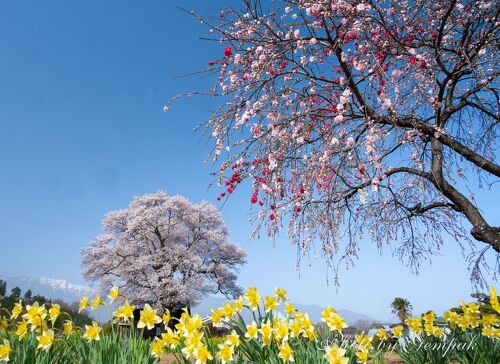 山梨県の桜銘木を巡る その2』韮崎(山梨県)の旅行記・ブログ by
