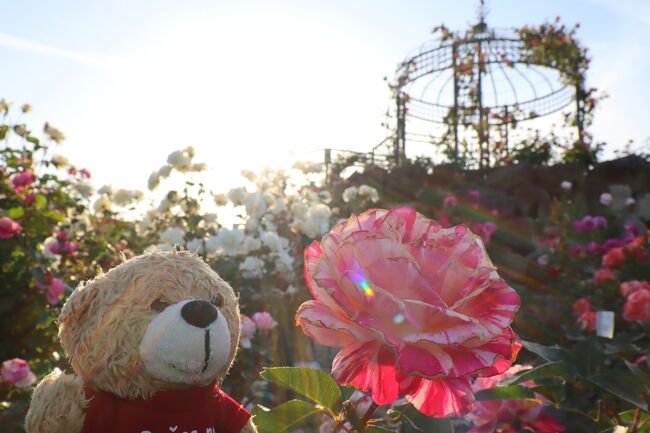 平日の夕方、別件を済ませたあとの帰り道、エコパーク水俣に寄り道しました。<br />イベント時期は薔薇の花は満開だそうですが、ご時世なのでイベントに合わせて訪問する勇気はありません。<br />それでもGWのイベント前ということもあり、薔薇の花は綺麗に咲いていました。<br />今年のGWは幸い5連休を貰えましたが、九州も変異種が急増中なので、"Stay at Home"はほぼ確実です。連休前の大きな外出を楽しんできました。