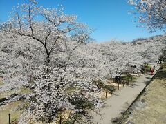 信州２０２１桜　【１】小諸懐古園１