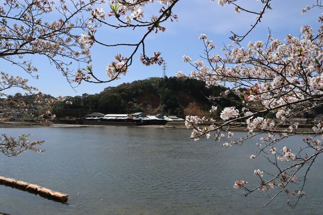 Latvijas Lācisの大冒険♪ 花見のはずが桜吹雪の見学に…omg